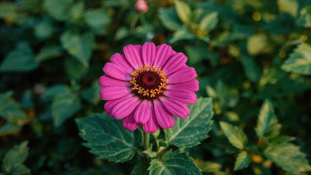 Zinnia bloom featuring radiant pink petals emanating from a dark middle disk bordered by yellow florets