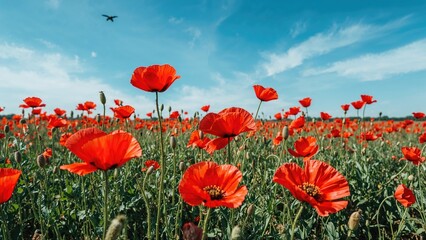 Fototapeta premium A colorful meadow filled with blooming red poppy flowers in the warm season