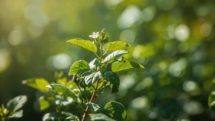Detailed view of a young moringa plant featuring flowers and fresh greenery