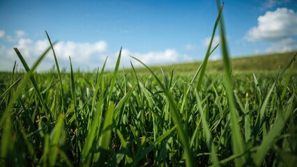 Obraz premium Bright emerald lawn