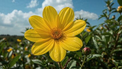 Golden-hued garden flower in bloom