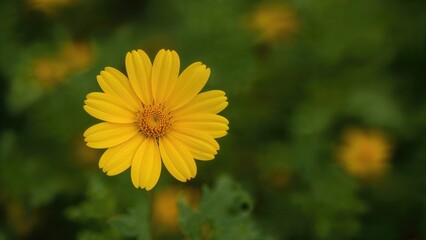 Vibrant yellow petal cluster on a fresh green canvas