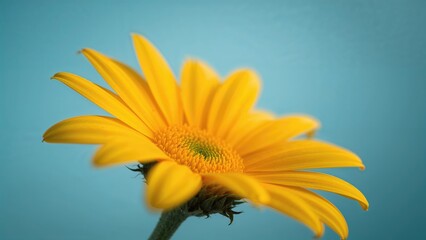 Close-up of a bright yellow daisy flower