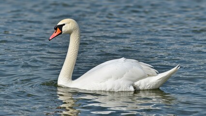 Obraz premium Cygnus olor swan swimming in a peaceful water environment with natural background