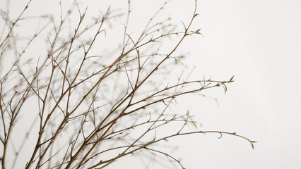 Obraz premium Willow Branches Displayed Against White