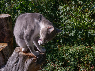 A beautiful, gray and white cat is grooming itself on a tree stump.