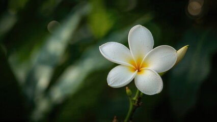 Fototapeta premium Close-Up of a White Plumeria Blossom in a Garden Setting