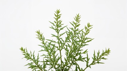 Obraz premium Isolated white mugwort (Artemisia lactiflora) plant displayed on a clean white background.