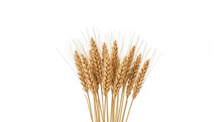 Fototapeta premium Isolated wheat stalks arranged on a white surface