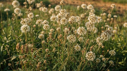 Fototapeta premium Plants bearing small white blossoms