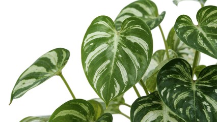 Tropical houseplant featuring heart-shaped green variegated leaves on a trailing vine, commonly called golden pothos or devil's ivy (Epipremnum aureum), displayed against a white backdrop with