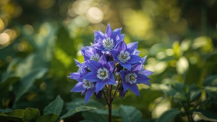 Fototapeta premium Vivid Blue Aquilegia Flowers