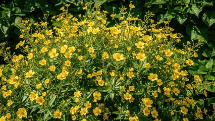 Obraz premium Gorgeous yellow blossoms in full bloom