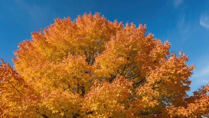 Fototapeta premium Vibrant fall scenery with multicolored foliage