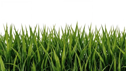 Obraz premium Isolated white background showcasing the background and texture of Korean and Japanese lawn grass from a golf course