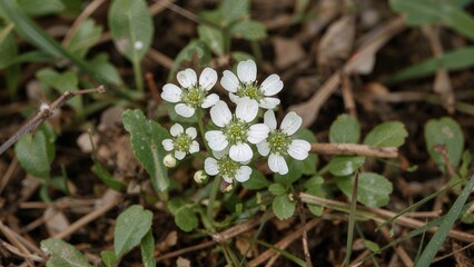 Boreal forest scene featuring Arctic sweet coltsfoot (Petasites frigidus) during early spring wetlands. Used as a vegetable and salt substitute with celery taste.