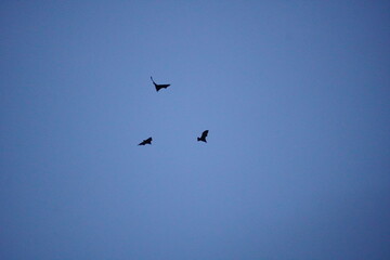 fruit bats, specifically flying foxes in flight against a blue sky.