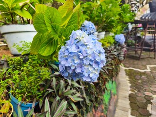 Delicious traditional Indonesian fried fish served with steamed rice, sambal, fresh vegetable, tempeh, and tofu on a wooden table – perfect for Asian food lovers.