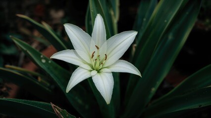 Fototapeta premium Beautiful chlorophytum laxum adding charm to garden scenery