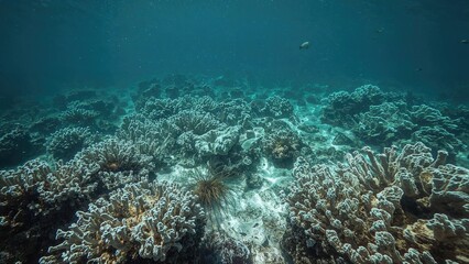 Obraz premium Coral reef begins to lose color due to environmental stress