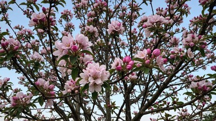 Obraz premium Vibrant flowers in multiple hues decorate a fully blossomed tree with dense green leaves.