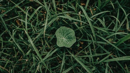 Detailed shot of a lush green leaf set against an untamed garden scene, providing room for text.