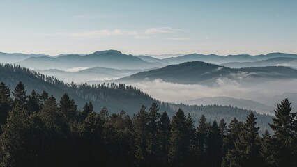 Obraz premium Forest trees shrouded in fog on a crisp autumn morning