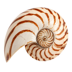 Spiral seashell with brown stripes isolated on transparent background  
