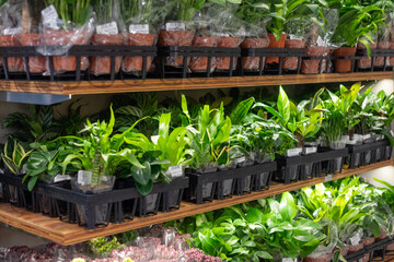 ropical Houseplants on Store Shelf – Assorted Green Foliage