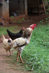 rooster and hen