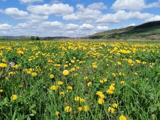field of dandelions