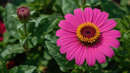 Obraz premium A colorful pink flower showcasing a yellow and maroon center, surrounded by fresh green leaves.