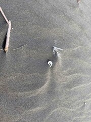 Empty seashell on a beautiful sandy beach in Piha, New Zealand.