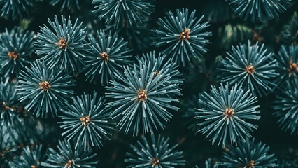 Detailed view of coniferous tree's short needles in blue hues against a green background