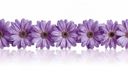 Fototapeta premium Delicate violet blooms with translucent petals aligned on a reflective white surface, featuring chamomile, daisy, chrysanthemum, and phlox flowers, space at the bottom for text, evoking a gentle