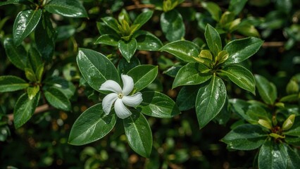 Obraz premium Stunning White Murraya paniculata Flower Amidst Rich Green Leaves