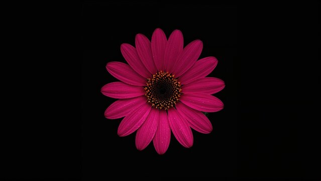 Stunning blossom against a shadowy backdrop
