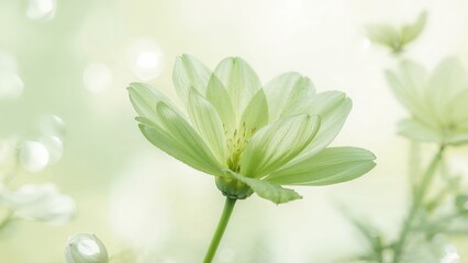 Obraz premium Softly blurred green flower within a recently cultivated garden
