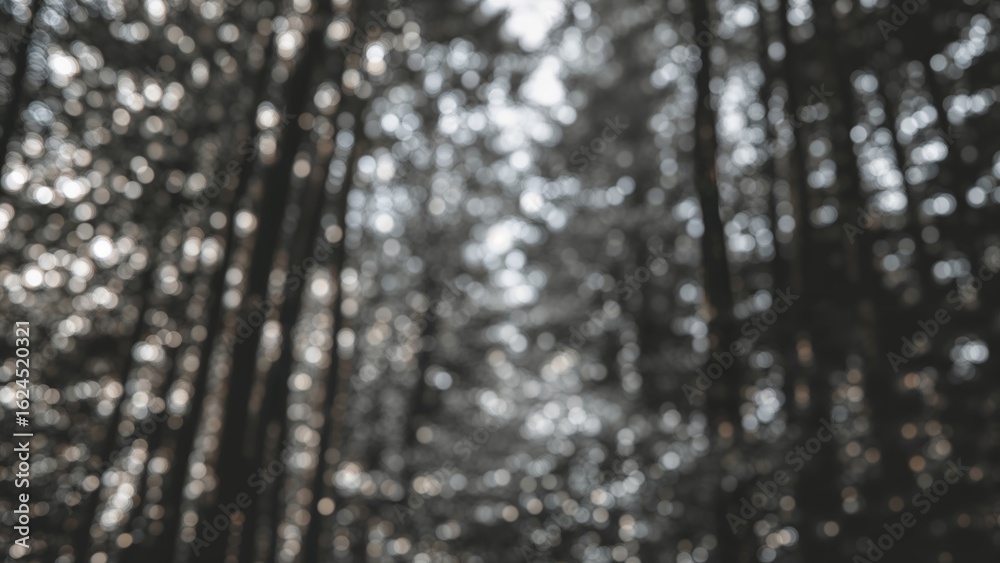 Wall mural abstract bokeh scene with monochrome colors in a forest environment