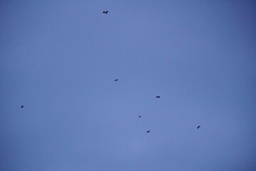 Group of bats are flying in the blue sky
