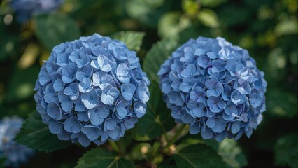 Vivid summer hydrangea blooms in a lush garden setting