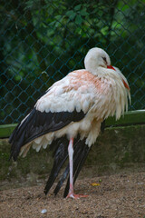 stork stands on one leg