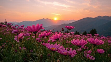 Obraz premium Mountain scenery at sunset with blooming pink Cosmos blooms.