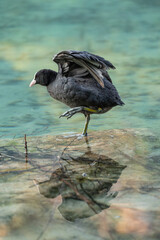 Blässhuhn am Hintersee bei Ramsau im Berchtesgadener Land beim Waschen und einer Spiegelung im glasklarem Wasser des Sees.