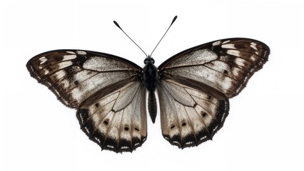 Staff of Black Butterflies Unfolding Wings on a Light Surface