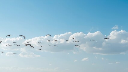 Isolated white birds flying above a blue sea under a winter sky, nature concept