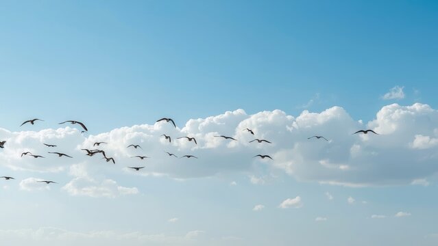 Isolated white birds flying above a blue sea under a winter sky, nature concept