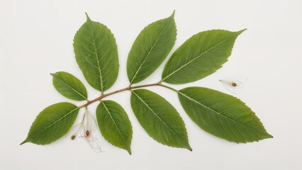 Fototapeta premium Collection of green leaves and seeds from a birch tree, isolated on a plain background, top-down perspective