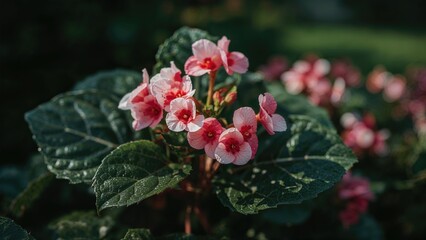 Begonia semperflorens: vibrant flowers and easy care plant