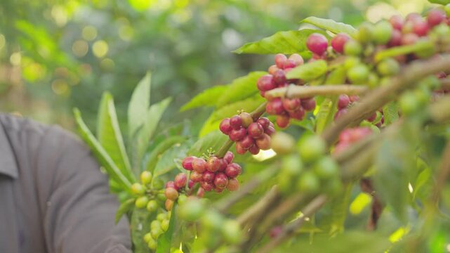 close-up of man coffee farmer handpicking red coffee cherries, robusta, on field, tree branch, hand, harvesting